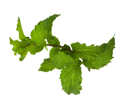 mint on a white background