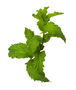 mint on a white background