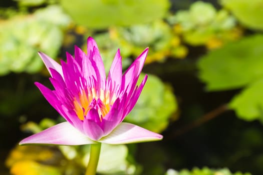 A blooming lotus flower in the garden