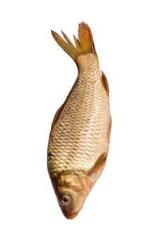 Fresh fish carp on a white background