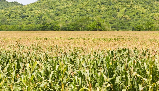 Agricultural landscape of corn field in Thailand