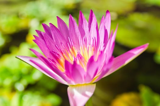 A blooming lotus flower in the garden