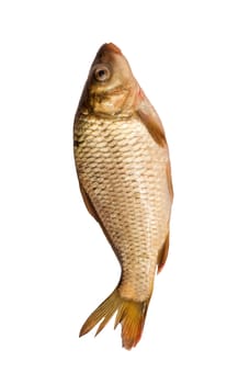 Fresh fish carp on a white background