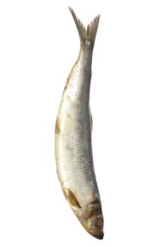 salted herring on white background 