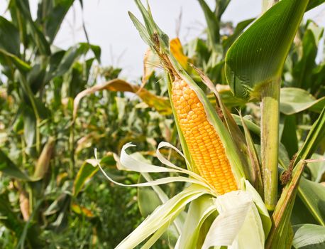 Corn on the stalk in the field