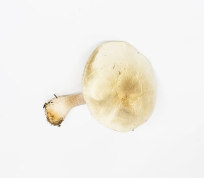 pale toadstool