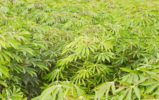 Green of cassava field  in Thailand.