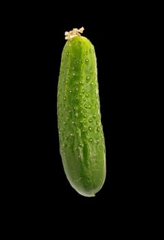  cucumber insulated on black background