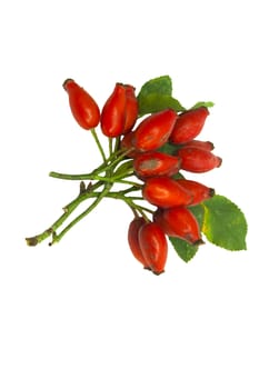 Rose hip 