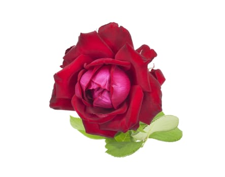 Red rose isolated on white background 