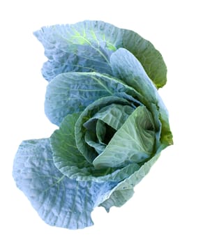 cabbage head growing on the vegetable bed 