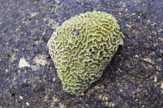 Beautiful green coral on a pink rock.