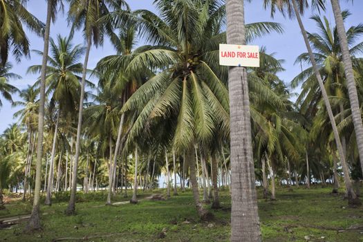 Land for sale sign on a palm tree. Thailand.