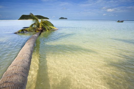 Palm tree in the ocean. Ko phi phi island.