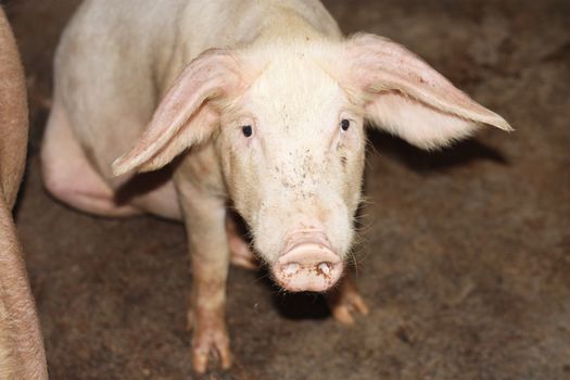 close up of little pig in a farm in China 