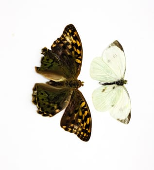 Two beautiful tropical butterflies insulated in white