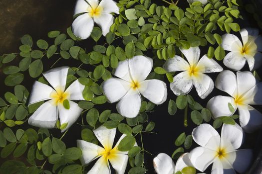 Frangipani flowers floating on water. Horizontal shot.