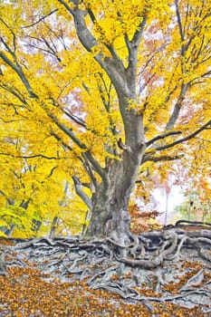 An image of a beautiful yellow autumn forest