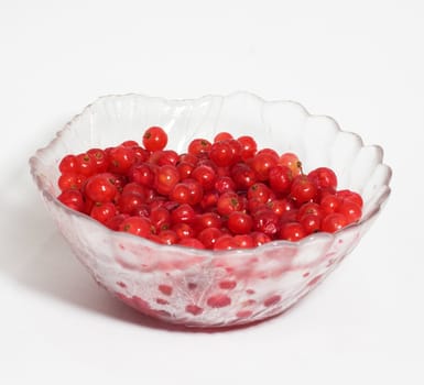 Red currant 