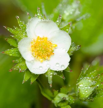 Strawberry flower after the rain in the wild