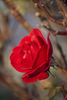 Red rose on colorful background in autumnal garden