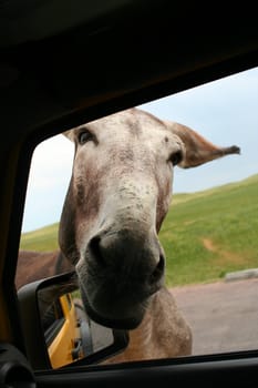 Burro in Custer State Park, South Dakota