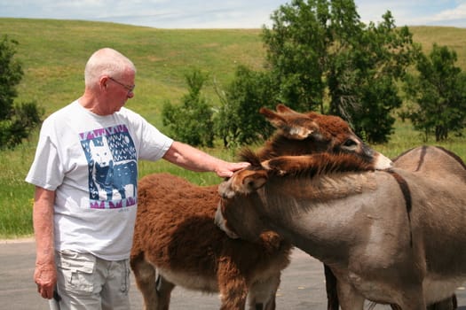 Man scratching burros who are scratching each other.