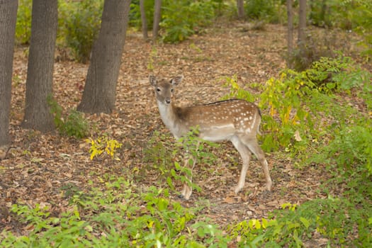 child of the red deer in wood . Bandhavgarh. India. 