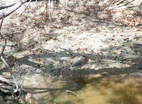 Green Heron on Grand Cayman island