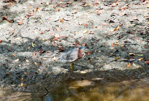 Green Heron on Grand Cayman island