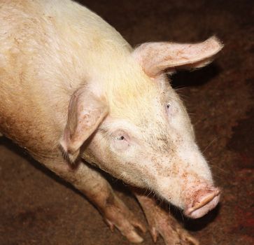 Curious pig