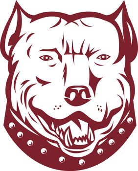 illustration of a pitbull pit bull terrier mongrel dog head facing front on isolated white background

