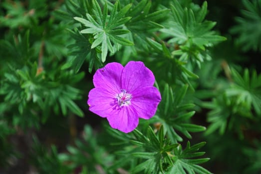 Storkenebb, Geranium