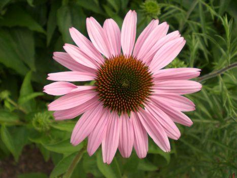 A coneflower (Echinacea purpurea) blooms in a garden in Missouri