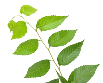 Green small leaves on the white background