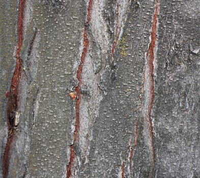 Close up view of wood. Good natural background