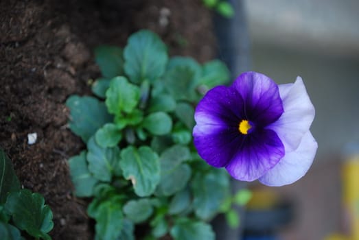 Viola Tricolor, stemorsblomst