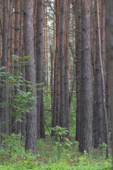 Summer pine wood.