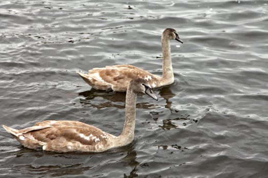 Two swans swimming together
