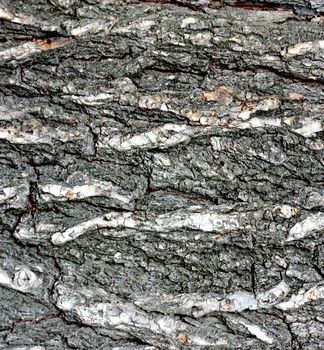 The oak bark texture