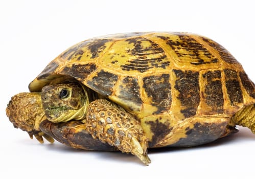 tortoise isolated on white background 