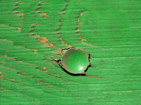 Old Green Wooden Background with One Bolt  