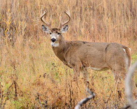 Whitetail Deer Buck closeup standing in a field.