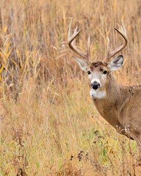 Whitetail Deer Buck closeup standing in a field.