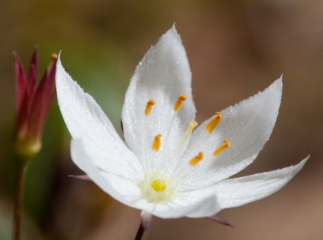 Forest flower in the wild. Trientalis europaea L.