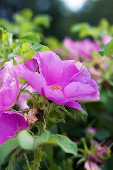 Beautiful pink Dog-rose flowers closeup. Summer time