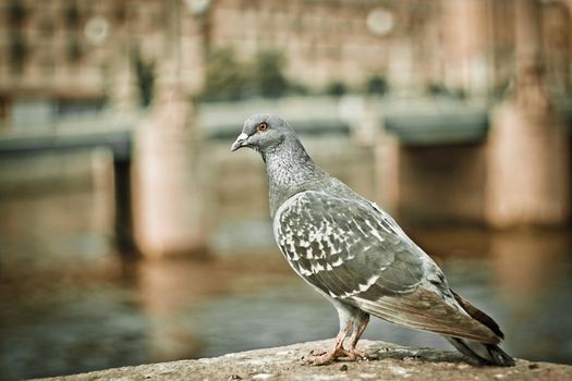 shot of a single pigeon by the lake edge