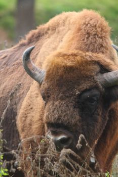 portrait photo of an european bison