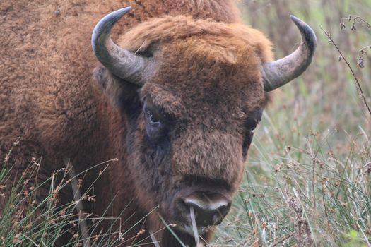 portrait photo of an european bison