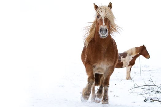 A running horse in a snowy landscape